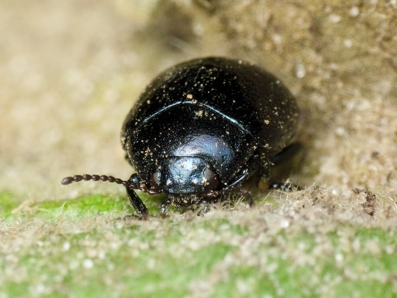 Chrysolina haemoptera (Linnaeus, 1758)